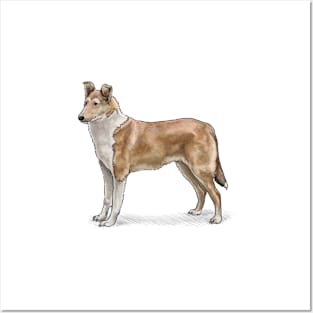 The Sable Smooth Collie Dog Posters and Art